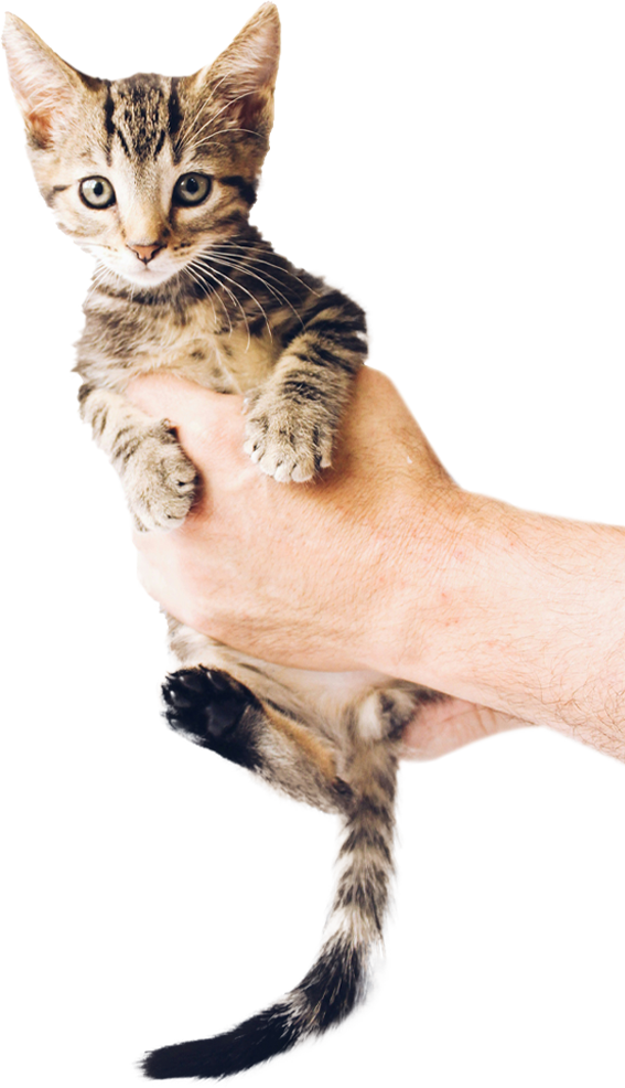 Detalle Gato