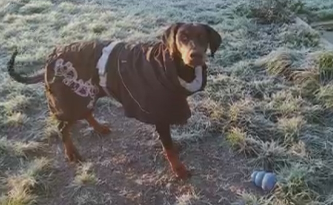 Hurtta para el invierno